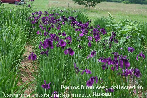 Forms from seed collected in Russia - Don Clifford